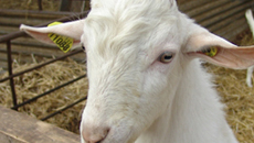 Identification des ovins caprins