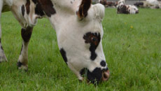 Toutes les formations des Chambres d'agriculture de Normandie pour les éleveurs de bovins laitiers