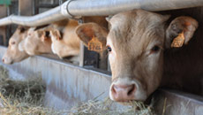Toutes nos formations des Chambre d'agriculture de Normandie pour éleveurs de viande bovine